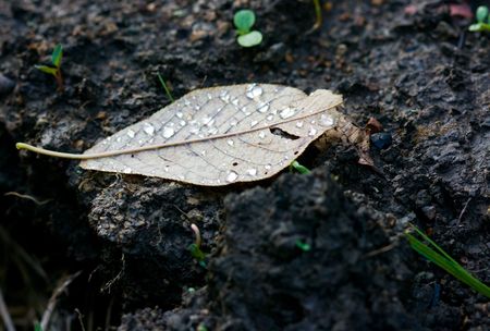 Leaf with droplets on the groundの写真素材