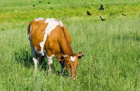 The cow on a pastureの写真素材