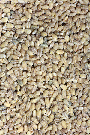 The dried up grains of pearl barleyの写真素材