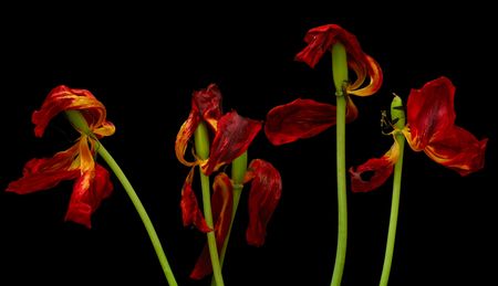 The old dried up tulips on blackの写真素材