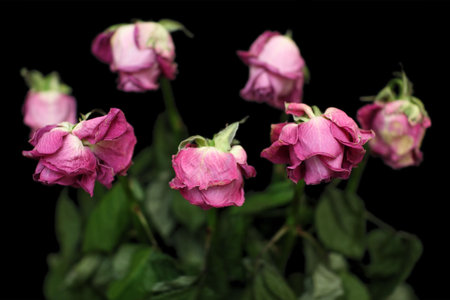 The dried up roses in black backgroundの写真素材