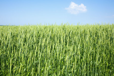 Unripe wheat on a sky backgroundの写真素材
