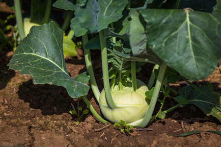 vegetableの写真素材