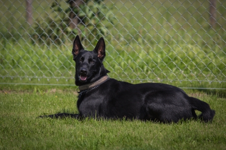 Malinois - Belgian German Shepherdの写真素材