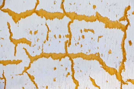 Pheasant with cracked paintの写真素材