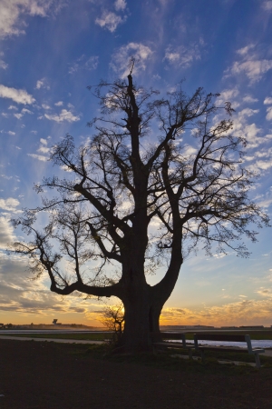 shilouette a linden at sunset - shilouett of a lime-tree at sunsetの写真素材