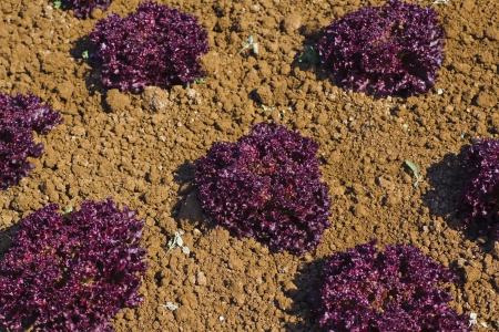 Lollo Rosso in the field - Lollo rosso lettuce plant on the fieldの写真素材