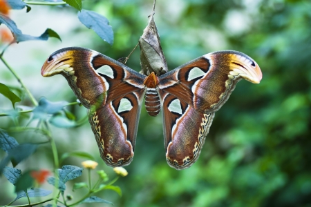 Moth attacus imperatorの写真素材