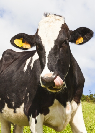 cowの写真素材