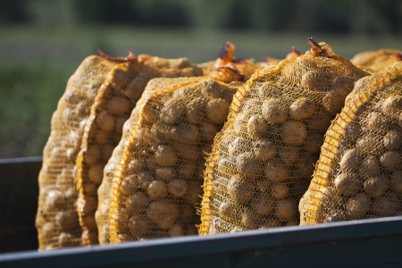 Freshly harvested potatoes in the sack - fresh harvested potatoes in the bagの写真素材