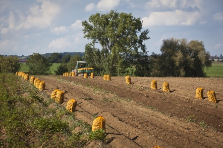 Freshly harvested potatoes on the farmland - fresh harvested potatoes on the fieldの写真素材