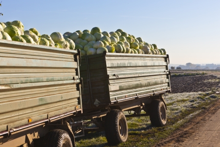 trailer with a bunch of cabbageの写真素材