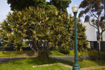 fruit on a pandanut treeの写真素材