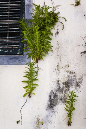 planting vegetation on an old house in Ponta Delgada Azores Portugal - Portugal growing plants at an old heouse in Ponta Delgada Azoresの写真素材