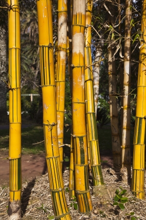 bambooの写真素材