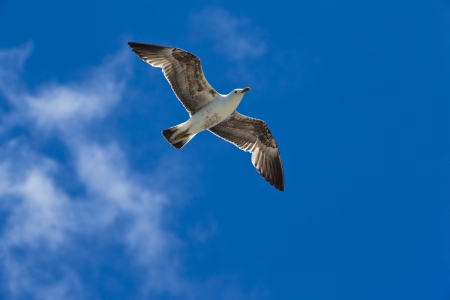 seagull flying の写真素材