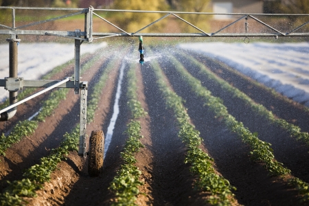 automatic watering of Kartoffeacker - automatic watering of potatoesの写真素材