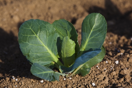 seedling herb - sappling cabbageの写真素材