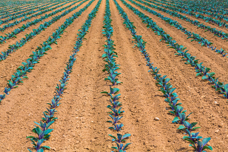 cabbageの写真素材