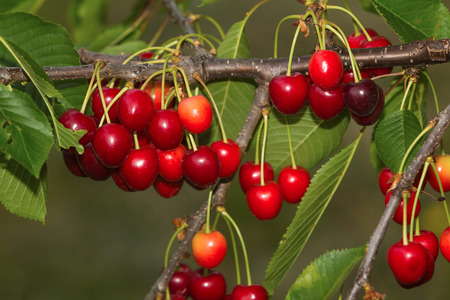cherryの写真素材