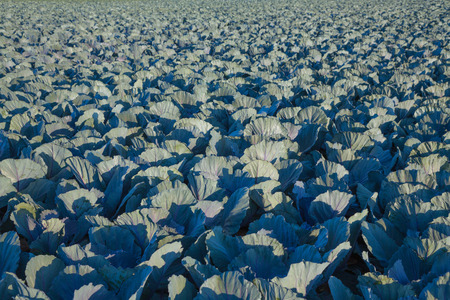 detail of a cabbage fieldの写真素材
