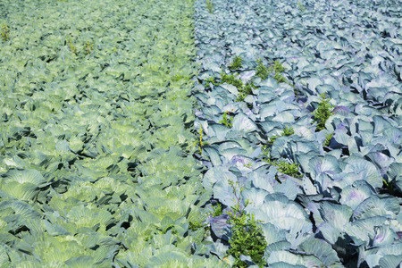 blue and white cabbage fieldの写真素材