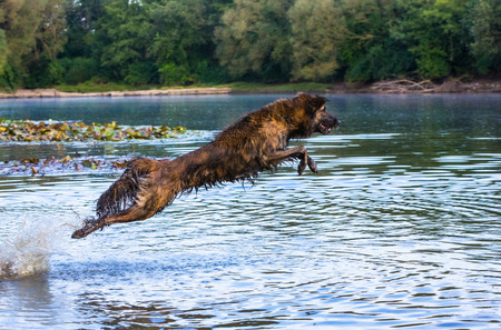 dog jumping into a lakeの写真素材