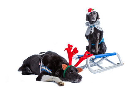 two dogs dressed for x-mas together with a snow sledgeの写真素材