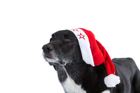 dog with a santa hat onの写真素材
