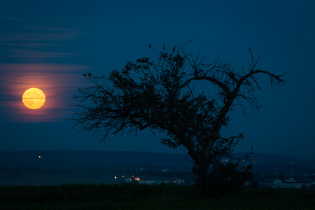 full monn rises with tree in foregroundの写真素材
