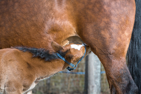 foal drinking milk by his motherの写真素材