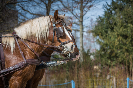 coach with two brown  cold blood horsesの写真素材