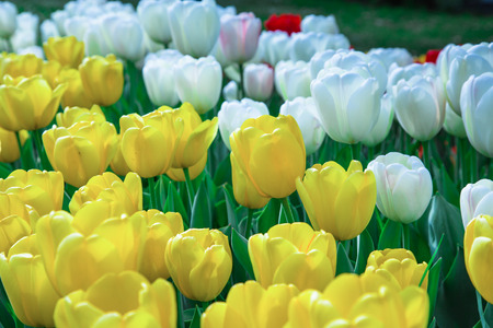 yellow and white tulip blossomsの写真素材