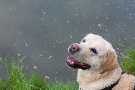 white labrador looking friendly