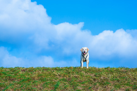Labrador dog standing on a meadowの写真素材