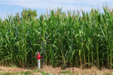 hydrant in front of a corn field