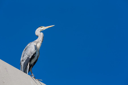 heron sitting on a roof on a sunny dayの写真素材