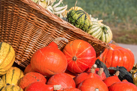 many pumpkins on display for sale