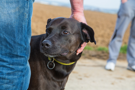 hand of owner caressing pitbull mix to keep him calm hand of owner caressing pitbull mix to keep him calm