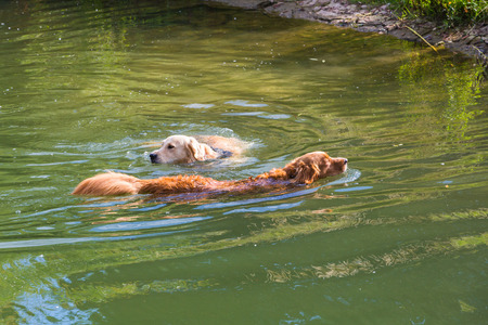 two retriever swimming in a lake in summertimeの写真素材