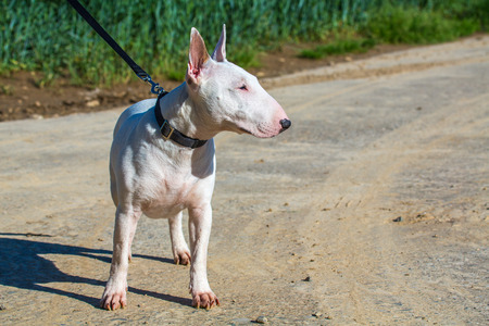 bullterrier on a lash stareingの写真素材