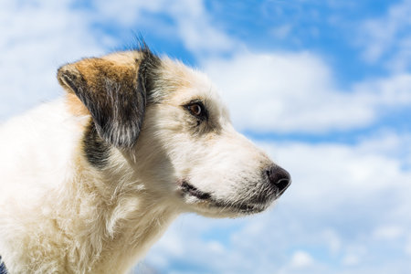 portrait of a nice white dog