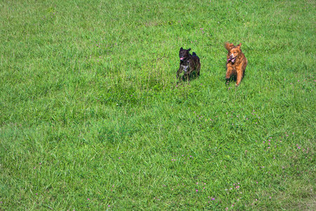 two dogs running playful through green meadow