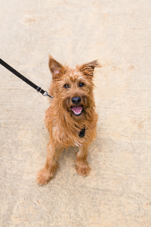 young irish terrier sits and staresの写真素材