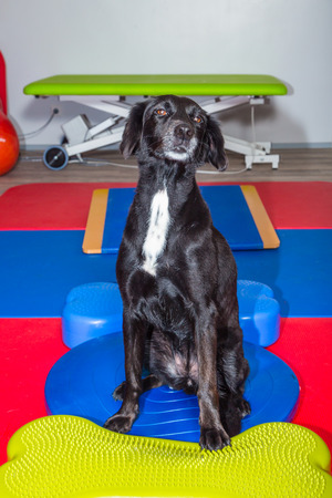 little black dog at dogs officeの写真素材