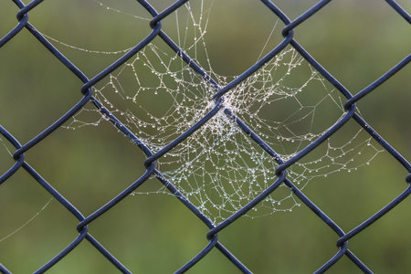 cobweb on a fence with morning dew