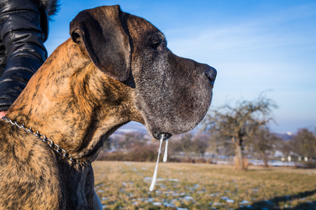 Great dane stareing an slobberingの写真素材