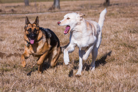 zwo dogs running and playing