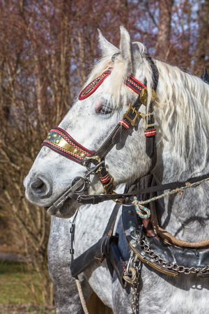 Portrait of a percheron horseの写真素材