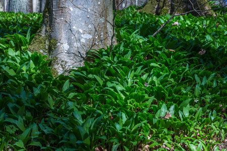 young garlic in the forest